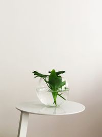 Close-up of potted plant against white background