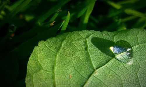 Close-up of green leaf on plant