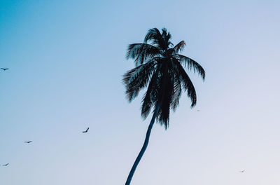 Low angle view of coconut palm tree against clear sky