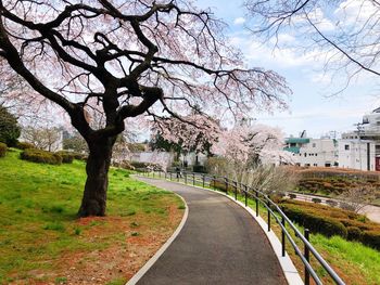 Road amidst trees and city against sky