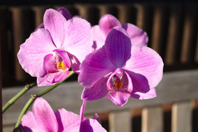 Close-up of pink orchid flowers