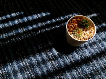 High angle view of cactus pot on fabric