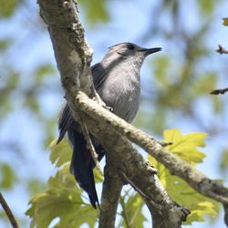 Low angle view of bird perching on branch