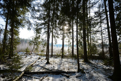 Trees in forest