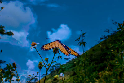 Low angle view of butterfly pollinating on the sky