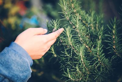 Close-up of person touching plants