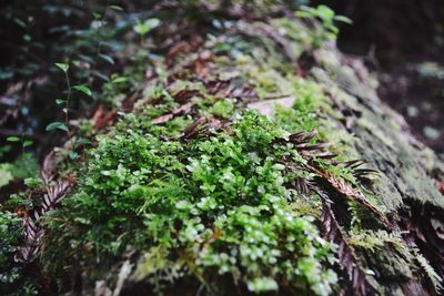 Close-up of moss growing on tree trunk