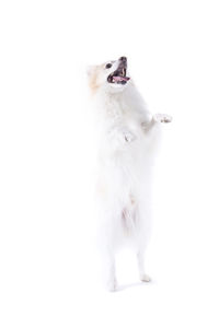 View of a dog over white background