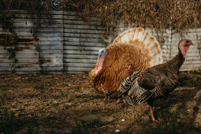 View of turkey at farm