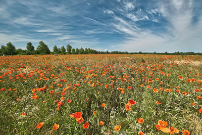 Scenic view of flowering plants on field against sky