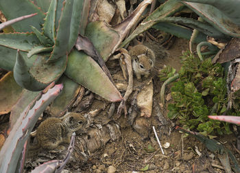 High angle view of a lizard