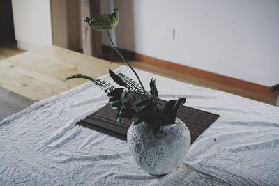 High angle view of potted plant on table at home