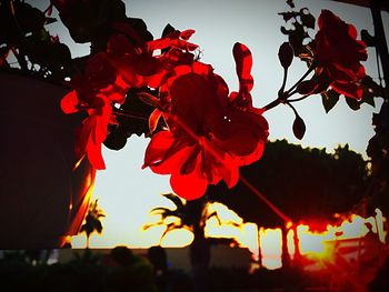 Low angle view of red flowers in park