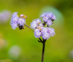 Close-up of purple flowers blooming outdoors