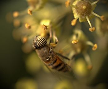 Close-up of hover fly pollinating on yellow flower