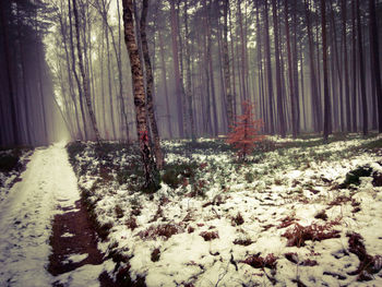 Trees in forest during winter