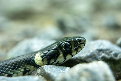 The head of the grass snake in the stones