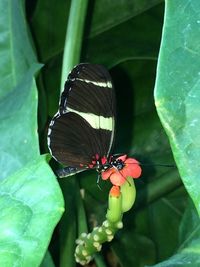 Close-up of butterfly pollinating on flower