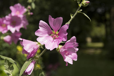 Close-up of pink flowers