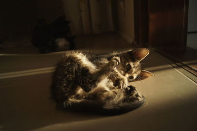 Close-up of cat relaxing on floor