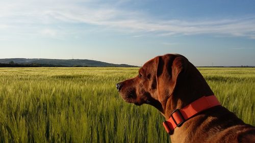 Dog on field against sky