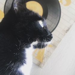 Close-up of a cat
