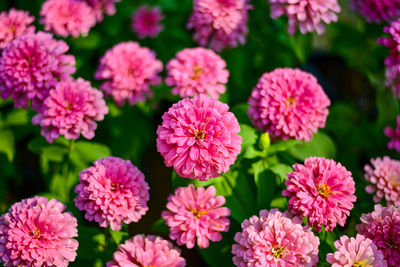 Close-up of pink flowering plants