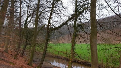 Bare trees in forest
