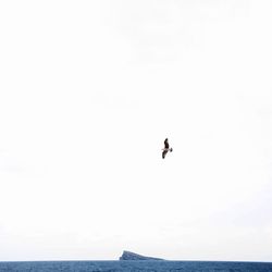 Bird flying over sea against sky