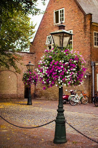 Pink flowering tree by footpath against building