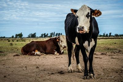 Portrait of cow standing on field against sky