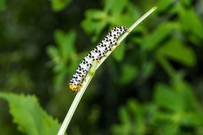 Close-up of insect on plant