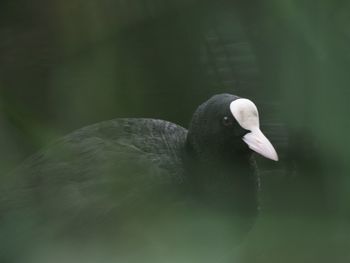 Close-up of duck swimming in lake