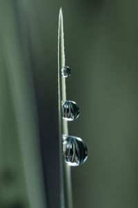 Close-up of raindrops on plant