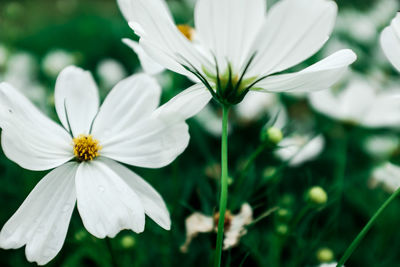 Close-up of white flowers blooming outdoors