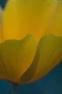 Close-up of yellow flower