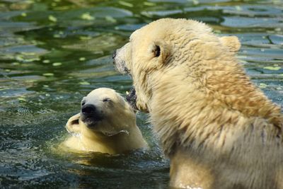 Polar bears swimming in lake