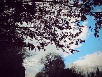 Low angle view of trees against sky