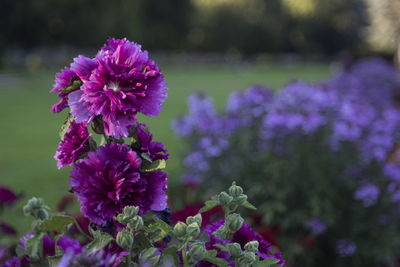 Close-up of pink flowers