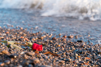 Close-up of pebbles on shore