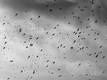 Low angle view of birds flying in sky