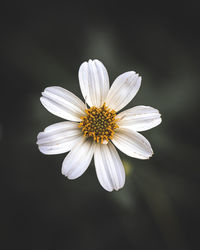 Close-up of white daisy flowers