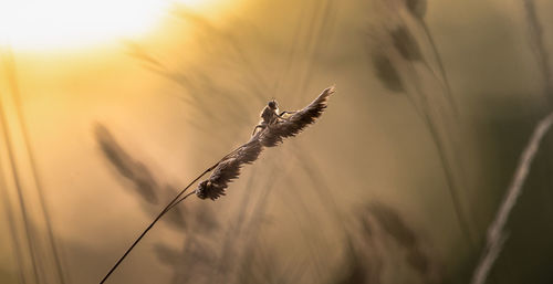 Close-up of stalks against blurred background