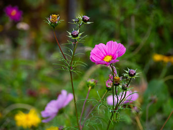 Close-up of pink flowering plants on field