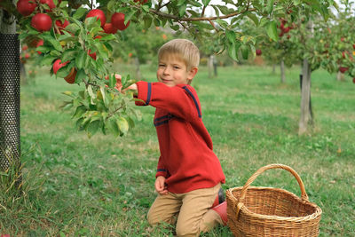 Young child in the apple orchard before harvesting. small toddler boy eating a big red apple in the