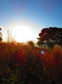 Scenic view of field against clear sky