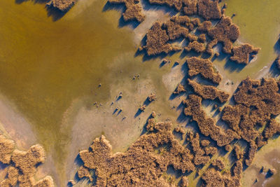 High angle view of birds on beach