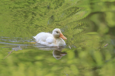 Close-up of swan swimming in lake