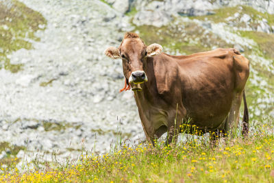 Alpine cow with gold bell on a green meadow and field of wildflowers in the scenic mountain in alps 