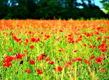 Close-up of red poppy flowers on field